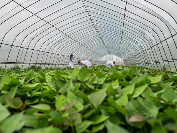 High quality sweet potato nursery base